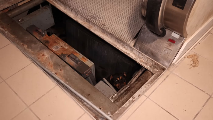 The Sound of a Whimpering Dog Stopped a Group of Influencers Who Were Touring a Ghost Mall in Mississippi