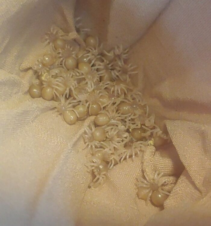 24. In their bedroom, 150 tarantula spiderlings were bred.