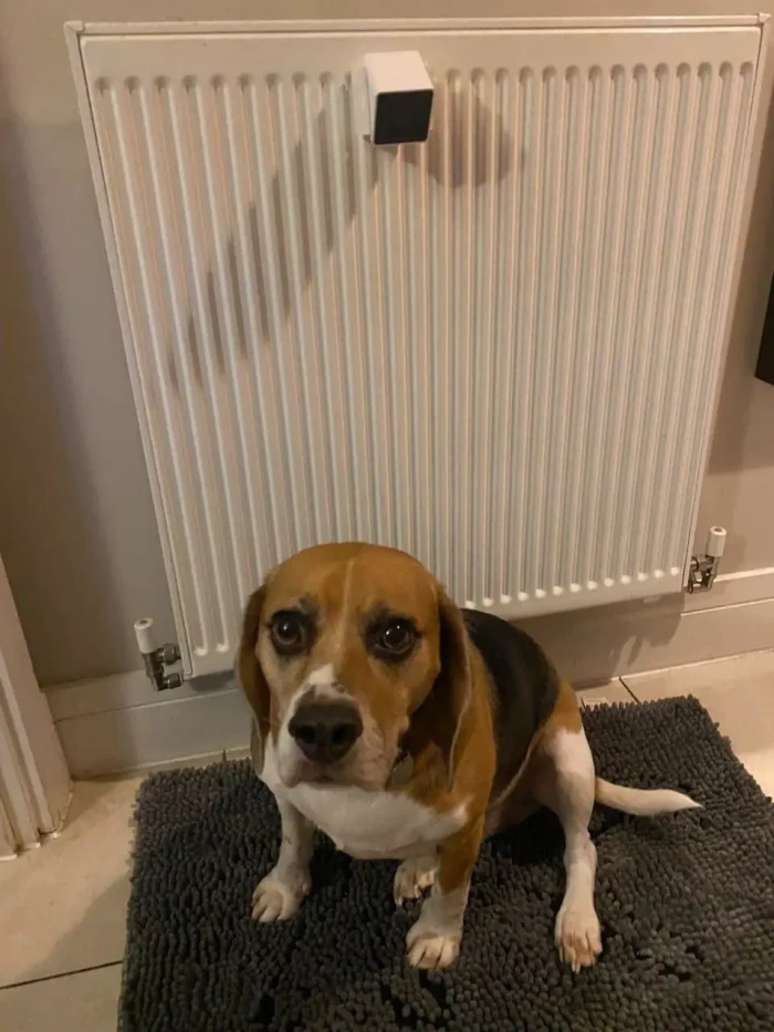 Amazon pet cam showing two-way audio communication with pet indoors.