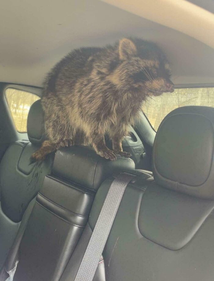 "Is This Raccoon Rabid? I Had To Move It, And I Got Bit And Bled"