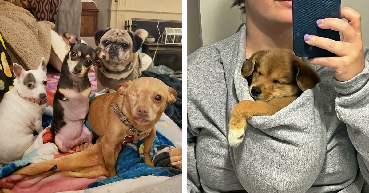 50 Cute Images To Brighten Your Day And Boost Your Focus