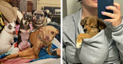 50 Cute Images To Brighten Your Day And Boost Your Focus