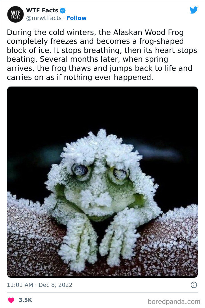 5. The Alaskan Wood Frog