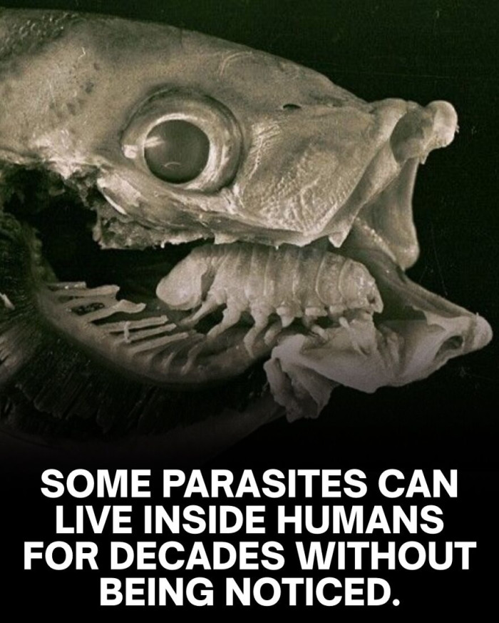 14. The living parasites