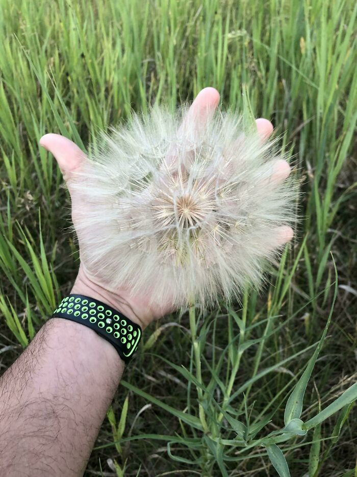 "This Giant Dandelion I Found On My Walk Today"