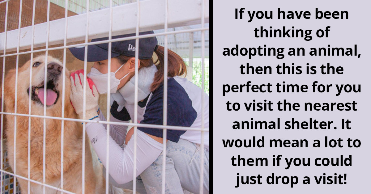 4 Things You Can Do On World Animal Day Every October