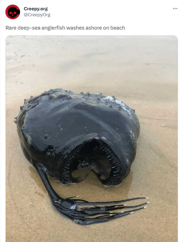 27. Deep-sea creatures need to stay in the deep