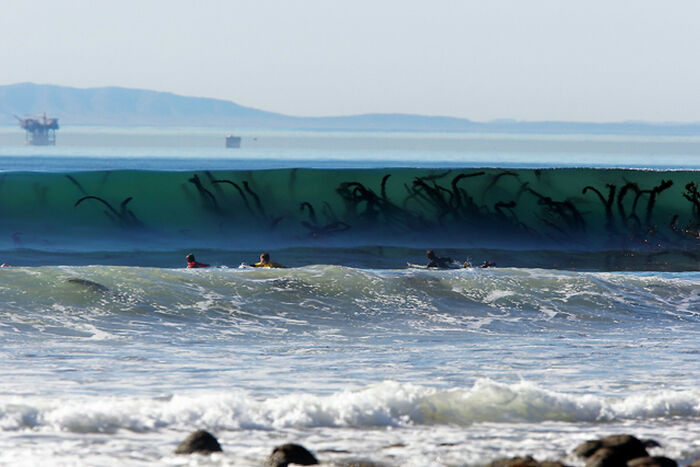 "Seaweeds In Waves"