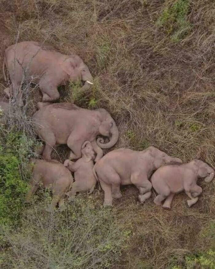 "Drone Captures An Elephant Family Sleeping Together"