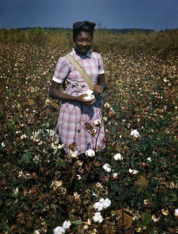"Woman Picks Cotton In Florida, 1940s Kodachrome"
