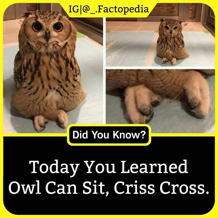 5. Owl can sit