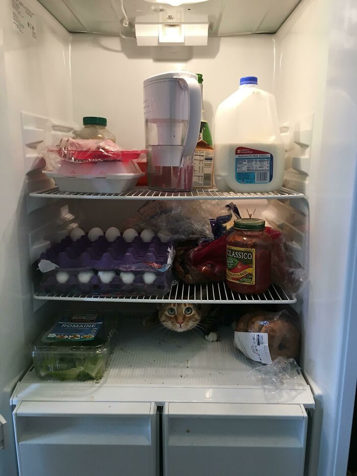 7. Just An Ordinary Fridge, Nothing To See Here!