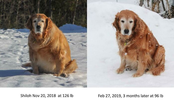 "Fed Junk Food And Never Given Any Exercise Her Whole Life"