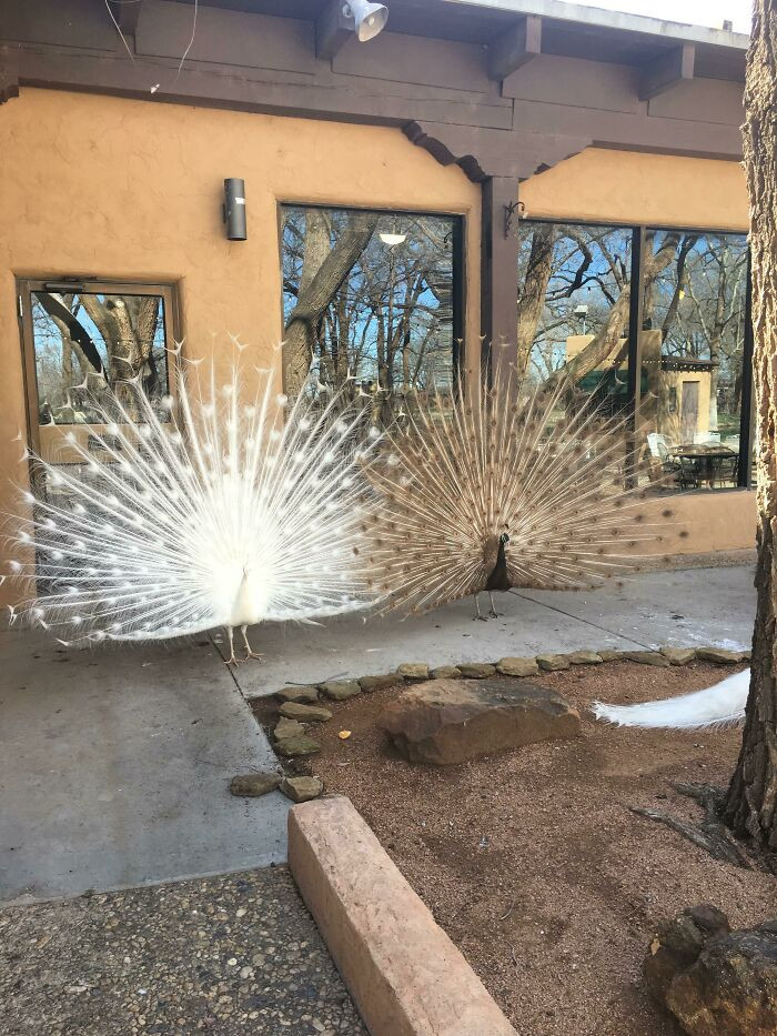 "2 Shinies At Once! A Leucistic And A Mutation- I Work With These"