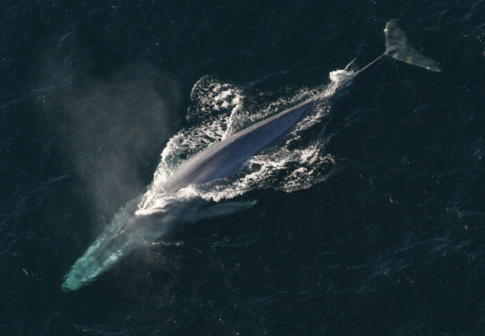 "The Largest Animal Ever Recorded"