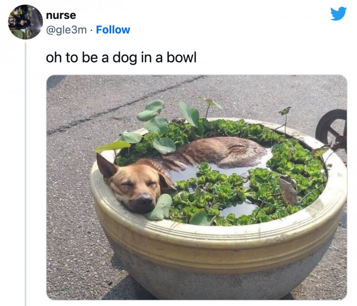 11. A dog in a bowl to brighten your day.
