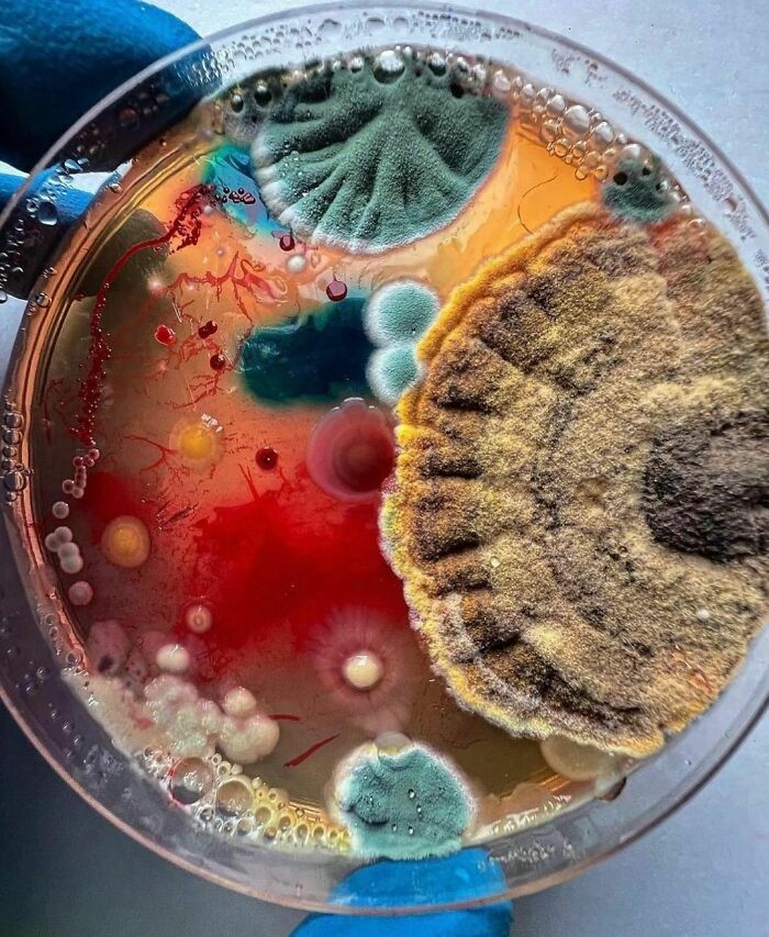 50. Vividly colored molds cultivated on agar with added pigments.