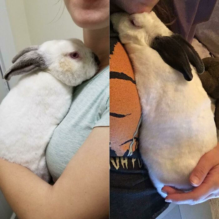 "George Was Dumped In The Streets Of My City In November. This Is Him Today. The Sweetest Boy"