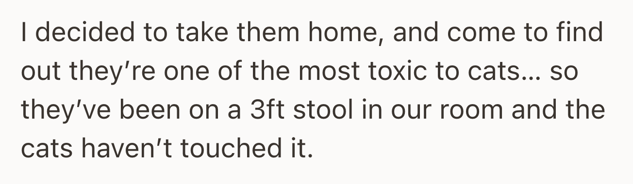 OP decided to keep the peace lilies but soon realized they are extremely toxic to cats, so they placed them on a 3ft stool to keep them out of reach.