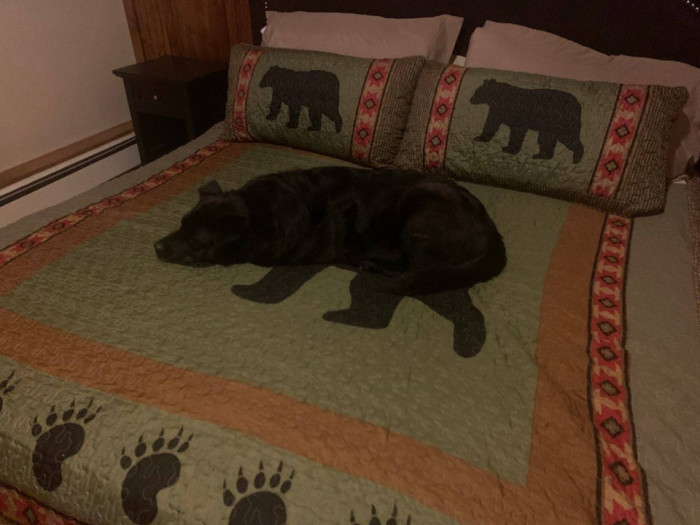 29. Dog on bear blanket