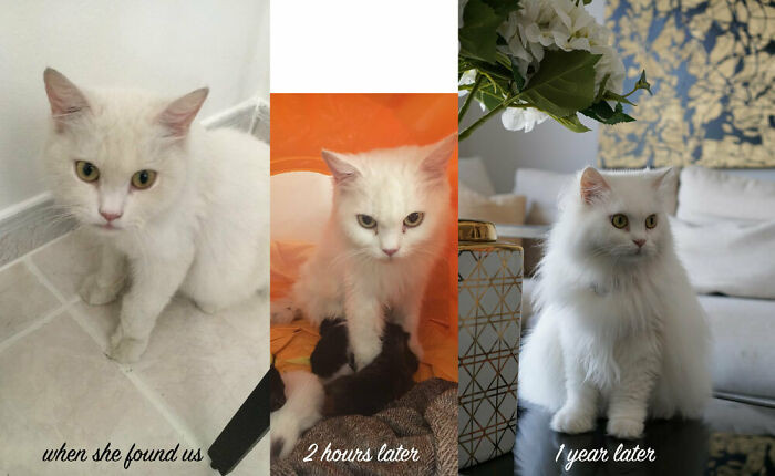 "Found Homeless In 120 Deg Heat, Gave Birth To 5 Kittens Within 2 Hours Of Us Taking Her In... and Now She's Our Princess!"