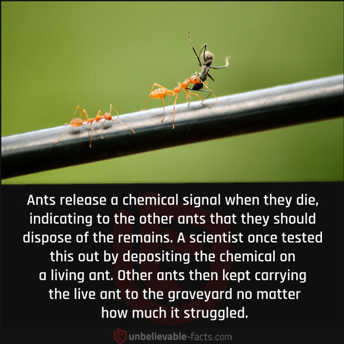 18. A Chemical Signal