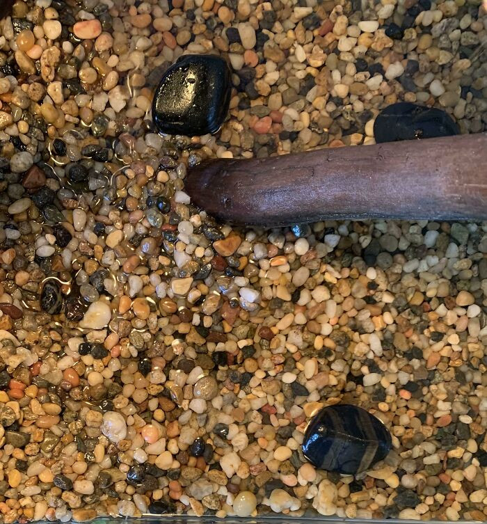 36. Thought My Frog Escaped For A Good 20 Minutes This Morning. Not Too Difficult