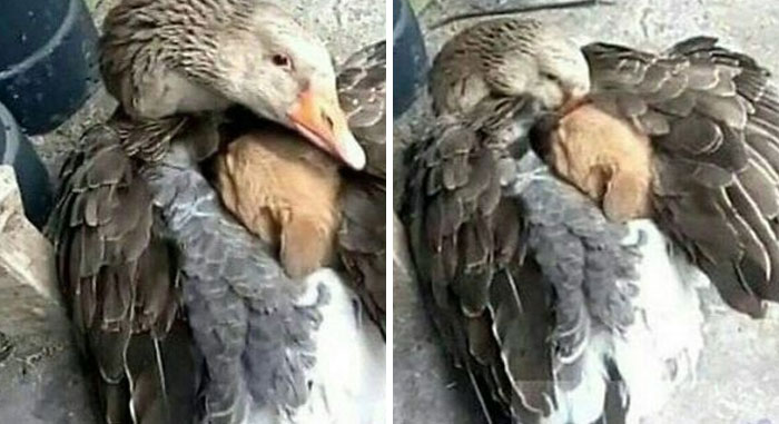 7. The animal world isn't left out