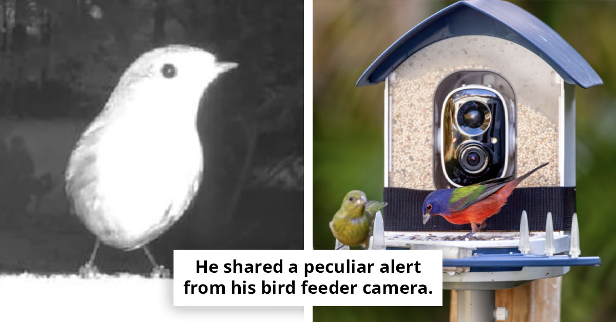 Community shaken as man reveals chilling discovery on outdoor camera following alert of 'human presence'