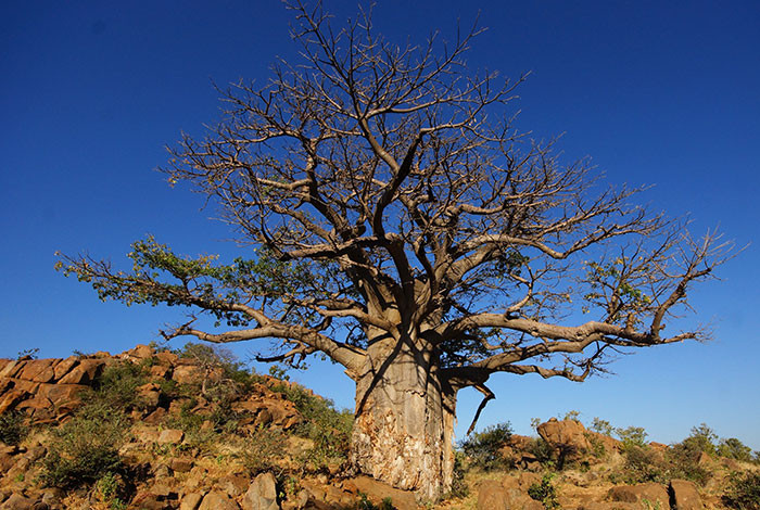 The African baobab tree’s trunk is capable of storing anywhere from 1,000 to 120,000 liters of water.