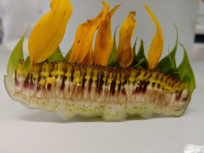 8. At work today, he had to cut a sunflower in half, thinking it might be appreciated here.