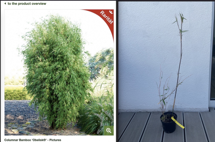 20. “A friend of mine ordered a bamboo online; today it arrived in all its glory.”