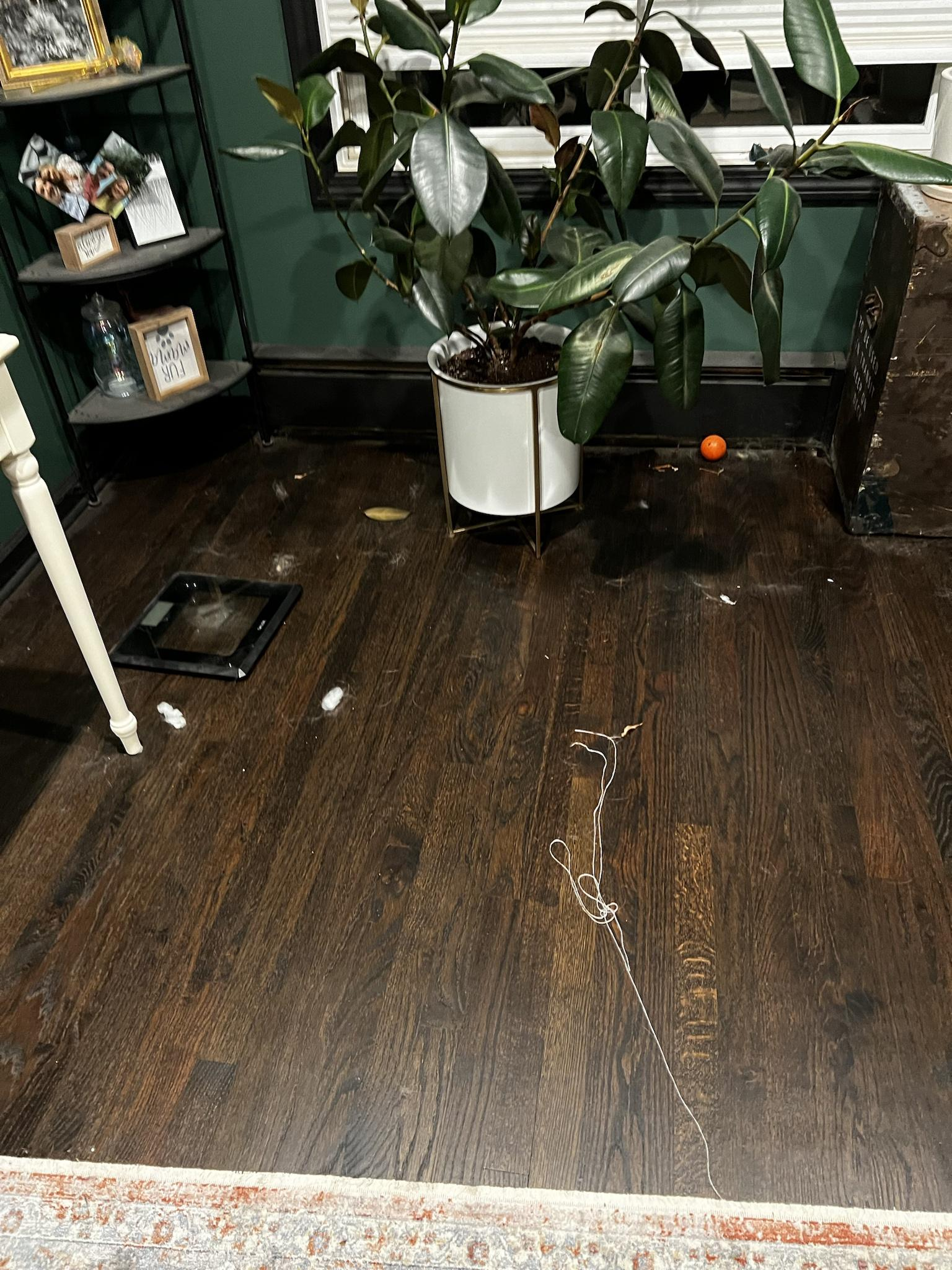 Here is what she freaked out about (dog hair and remnants of toy stuffing her dogs ripped apart):