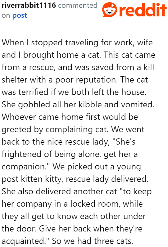 A Redditor shared how they also ended up with three cats.