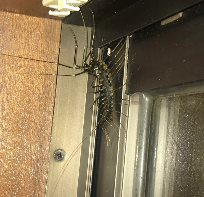 Found This In My Apartment While Living In Japan. They Are Fast