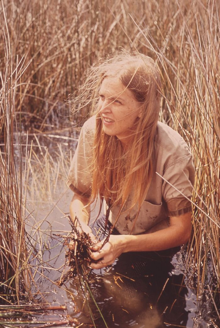 "Epa Gulf Breeze Laboratory Biologist On A Field Trip To A Salt Marsh, Fishery Biologist, Dana Beth Tyler, Studies Sea Grass For The Presence Of Marine Life, 1972"