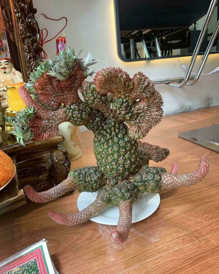 "Pineapple With Fasciation"
