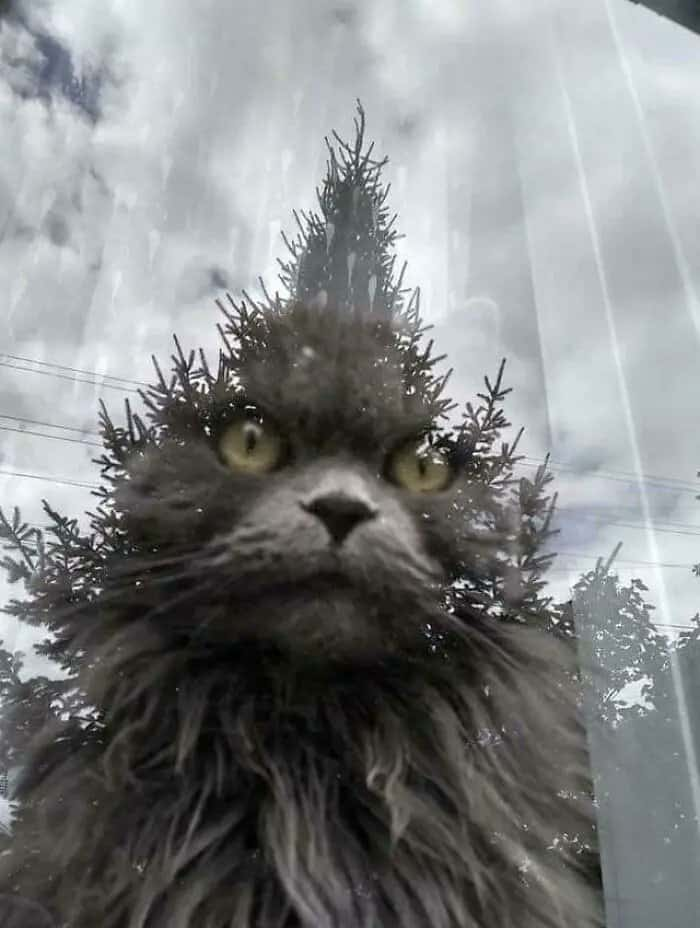 A cat from another world.