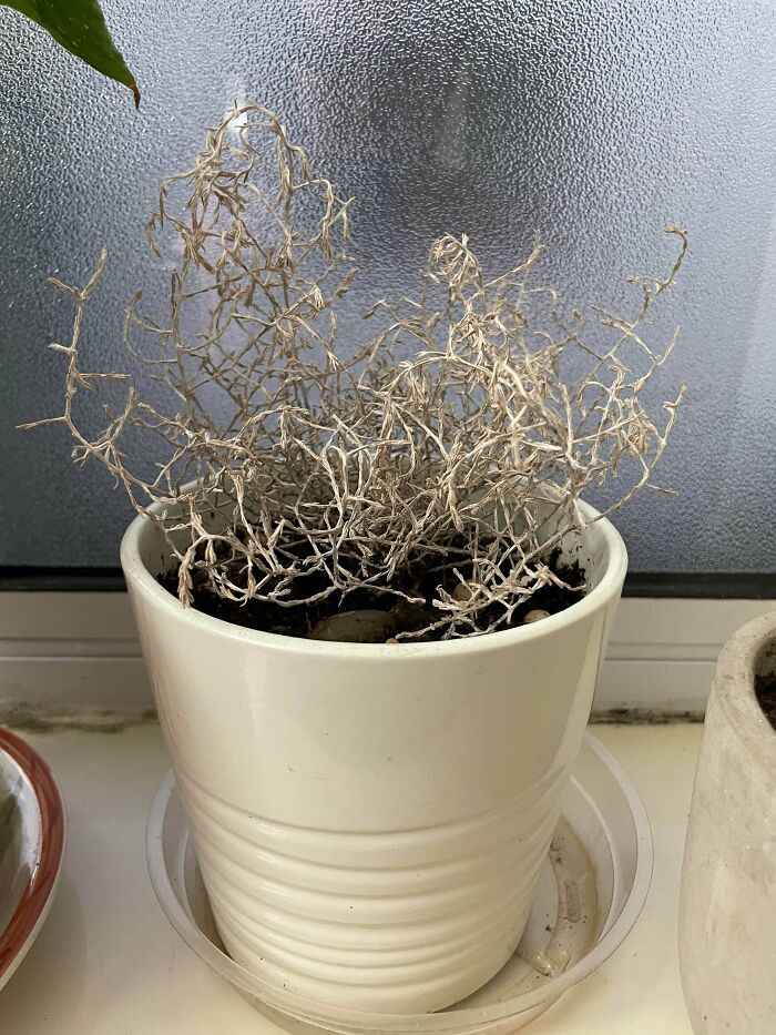 36. This Plant Is Not Dead! I’ve Had It For Years And It Has Neither Died Nor Grown. The “Branches” Are Not Particularly Woody Or Stiff, At Least Not As Much As They Look. What Is It?!