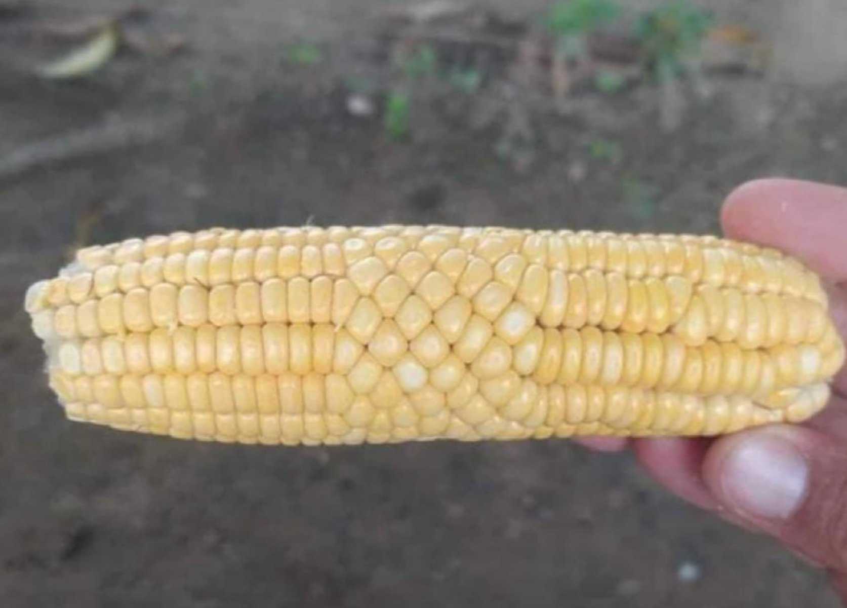 6. “The corn glitched.”