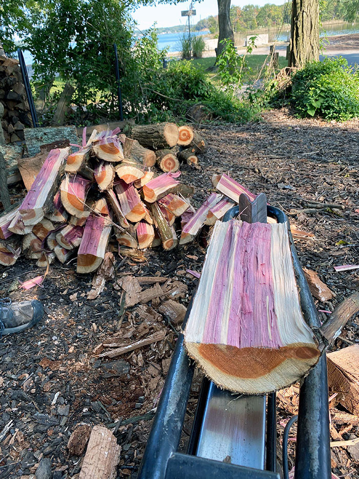 23. A person cutting the cedar wood discovered that it had a purple interior.