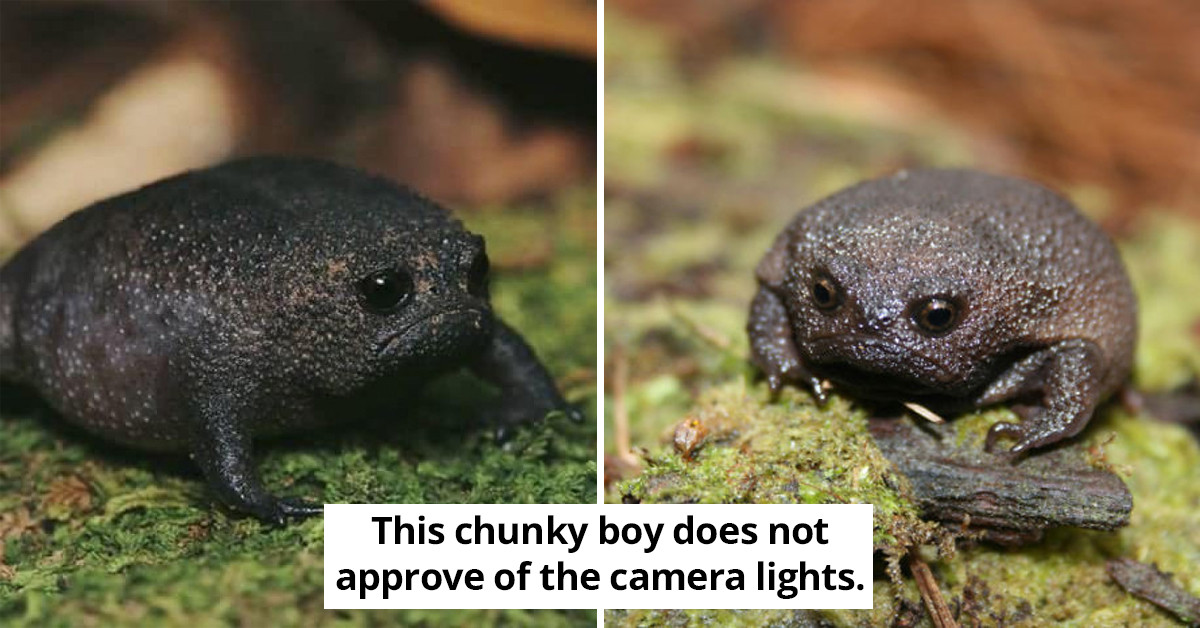 Adorable Pictures Of The African Rain Frog, The Grumpiest Looking Frog In The World