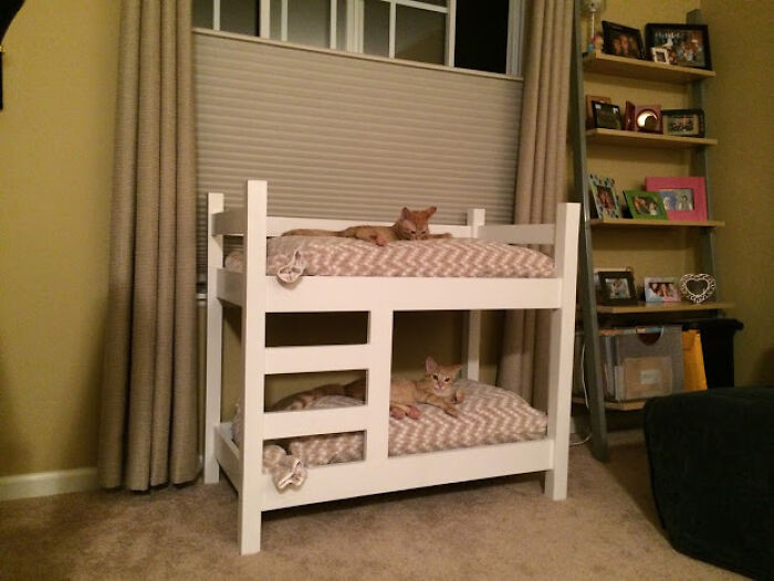 9. My Dad Built My Sister's Cats Bunk Beds. And They Actually Use Them