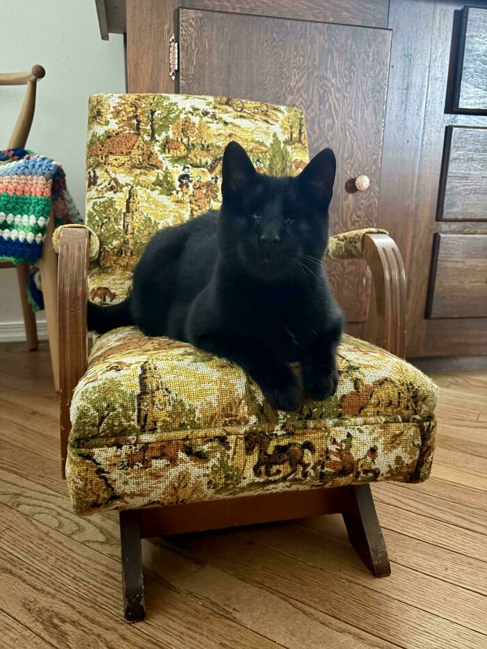"$2 Well Spent! Cricket Loves His New Chair"
