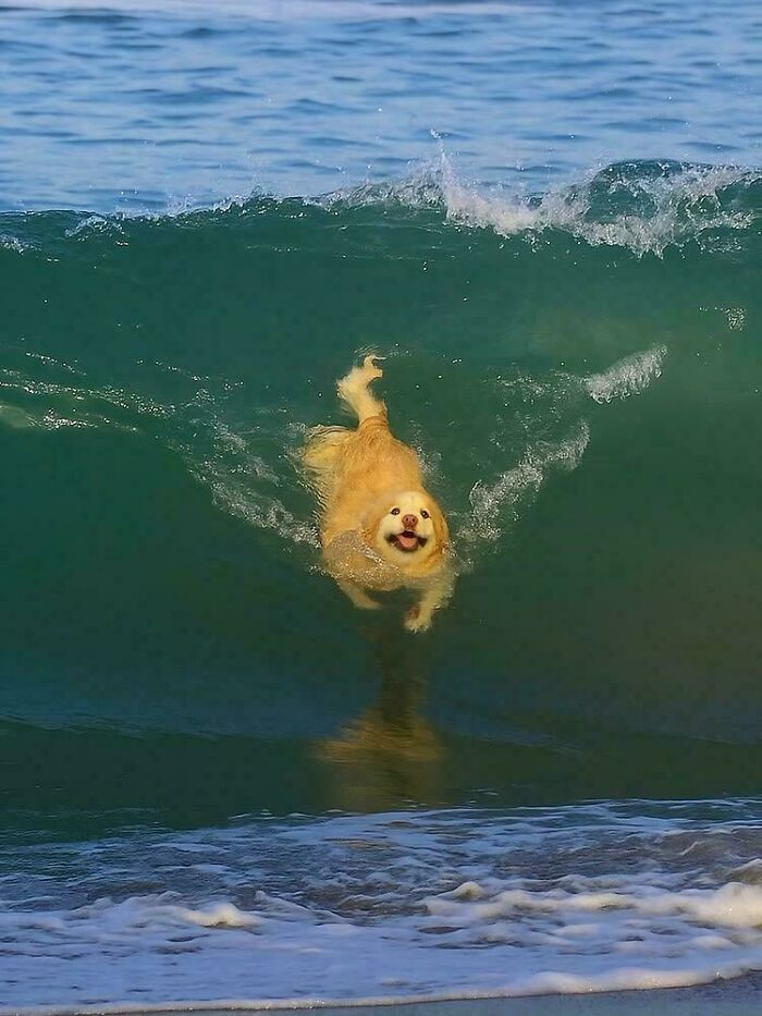 "One Big Gold Fish"