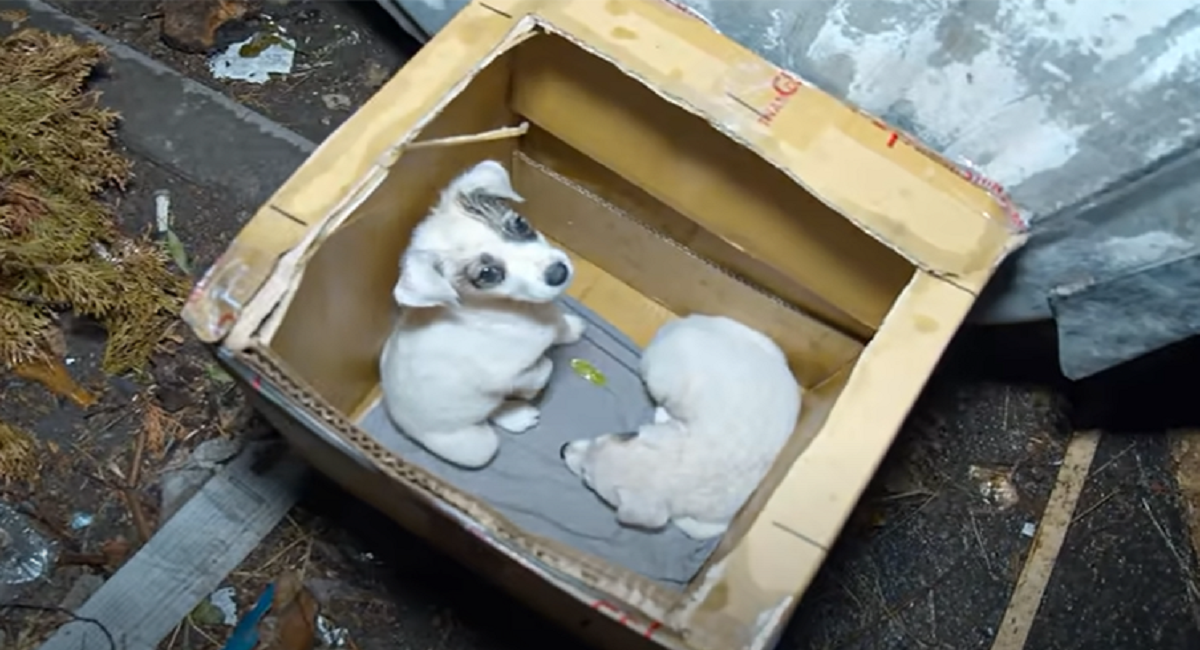 Betty and Richie, two pets, began in a small space but ended up in a cozy home.