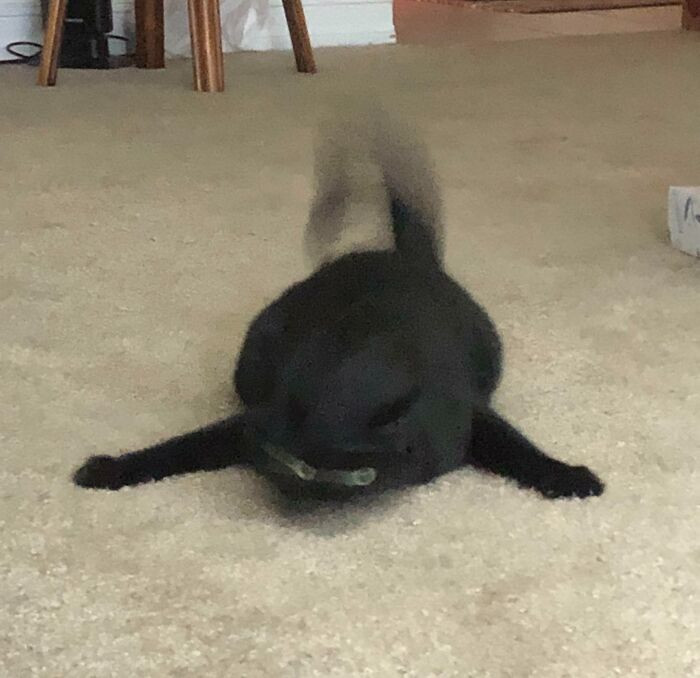 19. Maybe He Took Catnip?