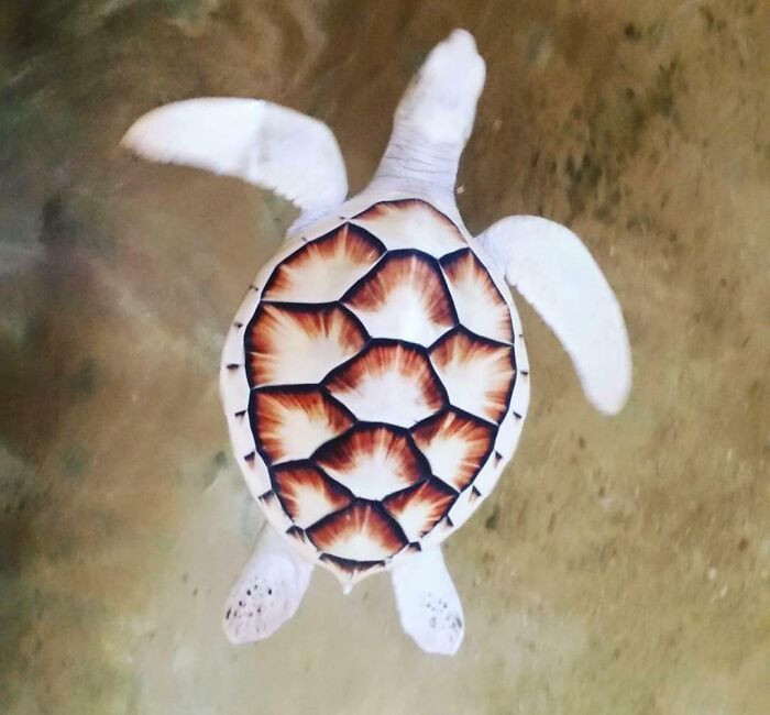 29. A rare albino turtle during the trip to Sri Lanka