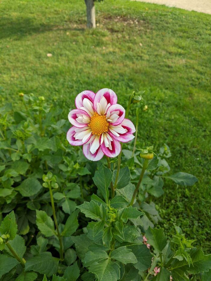 39. What Is This Flower Seen In Paris