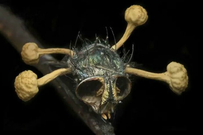 13. Nope, It's Not A Skull; It’s A Fly Infected By Cordyceps Fungus